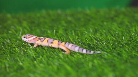 Eublepharis lizard on a green lawn. Stock Footage 252750571