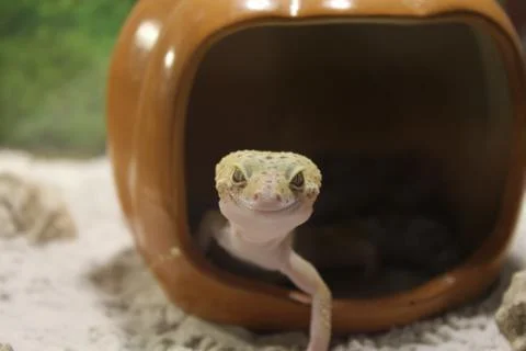 Eublepharis macularius. Leopard Gecko Stock Photos