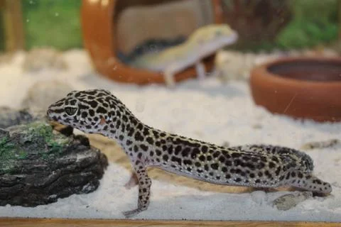 Eublepharis macularius. Leopard Gecko Stock Photos