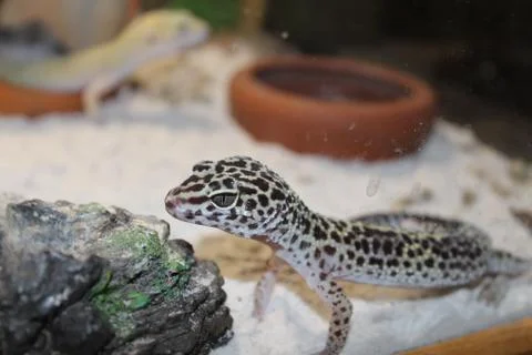 Eublepharis macularius. Leopard Gecko Stock Photos