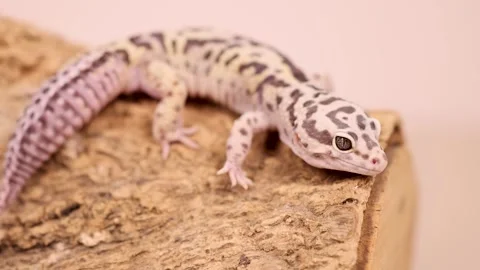 Eublepharis macularius leopard gecko walking on wooden branch in studio set.. Stock Footage 333486354