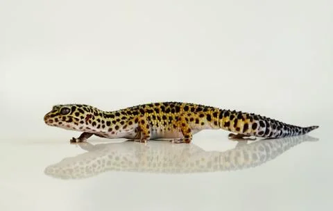 Eublepharis macularius, leopard lizard on white background with reflection Foto stock