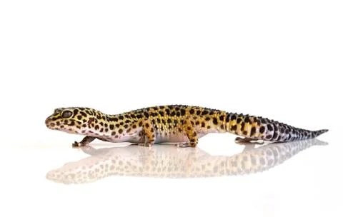 Eublepharis macularius, leopard lizard on white background with reflection Stock Photos