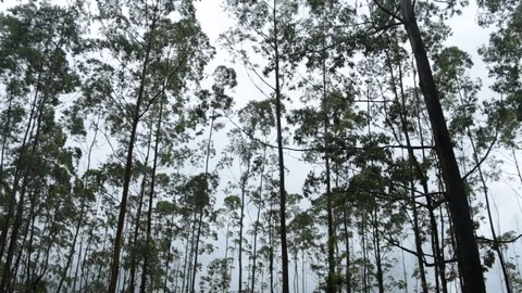 Eucaliptos floresta Stock Footage 84739326