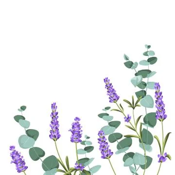 Eucaliptus and lavender elements design template. Simple design with frame Stock Illustration