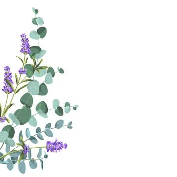 Eucaliptus and lavender elements design template. Simple design with frame Stock Illustration