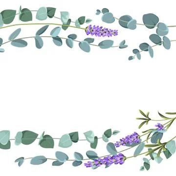 Eucaliptus and lavender elements design template. Simple design with frame 스톡 일러스트