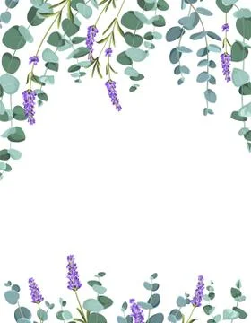 Eucaliptus and lavender elements design template. Simple design with frame イラスト素材