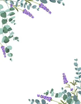 Eucaliptus and lavender elements design template. Simple design with frame Stock Illustration