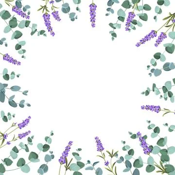 Eucaliptus and lavender elements design template. Simple design with frame Illustrazione stock