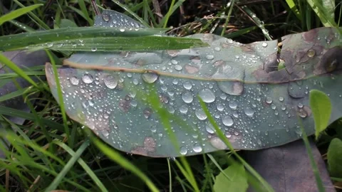 Eucaliptus leaf with drops of water on its surface Stock Footage 260226346