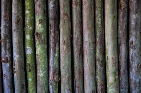 Eucaliptus tree Stock Photos