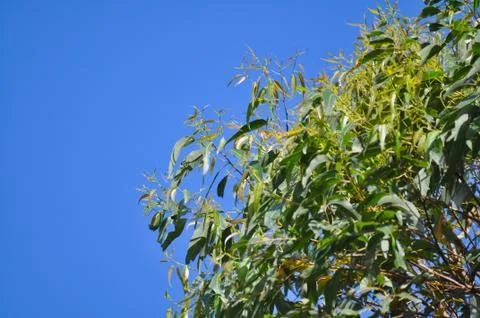 Eucalypt Branches Closeup Stock Photos
