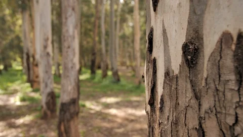 Eucalypt forest. Close-up of Eucalyptus bark on a tree in Israel. Stock-Footage 126301128