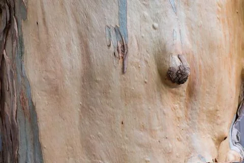 Eucalypt trunk with layer of the fresh bark close-up Stock Photos
