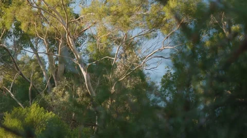 Eucalyptus and native trees in golden light Stock Footage 308161786