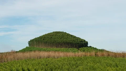 Eucalyptus and rubber trees on blue sky background. Stock Footage 102215838