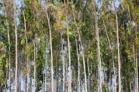 Eucalyptus background Stock Photos