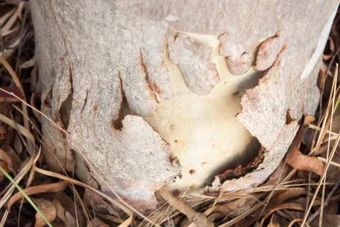 Eucalyptus bark cracking. Stock Photos