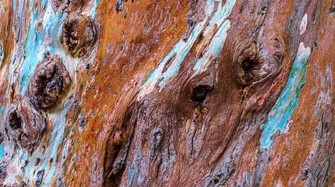 Eucalyptus bark in the foreground Stock Photos