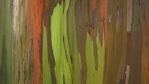 Eucalyptus bark rainbow tree Mindanao gum in rainforest close up shot Stock Footage 130070386