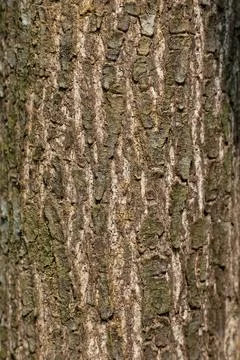 Eucalyptus bark texture background. close up. macro. Stock Photos