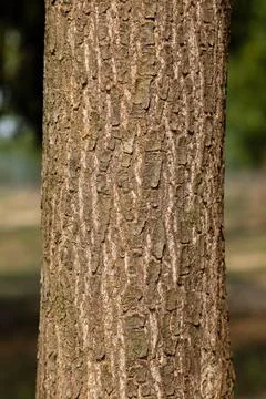 Eucalyptus bark texture background. close up. macro. Stock Photos