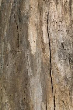 Eucalyptus bark texture background. close up. macro. Stock Photos