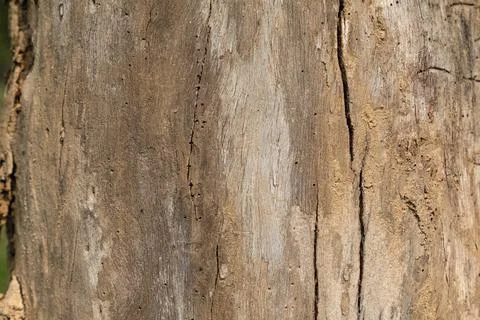 Eucalyptus bark texture background. close up. macro. Stock Photos