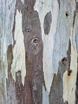 Eucalyptus bark texture with distinctive patterns and colors found in a nat.. Stock Photos