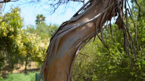 Eucalyptus bark on a tree trunk. dry bark of a eucalyptus tree 動画素材 113646811