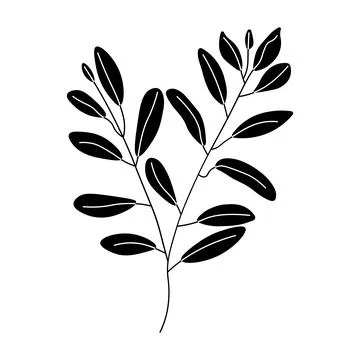 Eucalyptus black vector icon on white background Stock Illustration