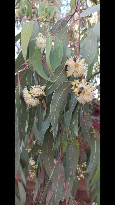 Eucalyptus Blossoms with Bees in Spring Stock Footage 333473359