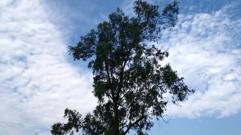 Eucalyptus &amp; Blue  Cloudy Sky Stock Footage 107830092