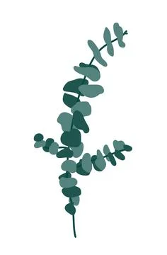 A eucalyptus branch Stock Illustration