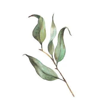 Eucalyptus branch or bay leaf, laurels twig Watercolor greenery foliage hand Stock Illustration