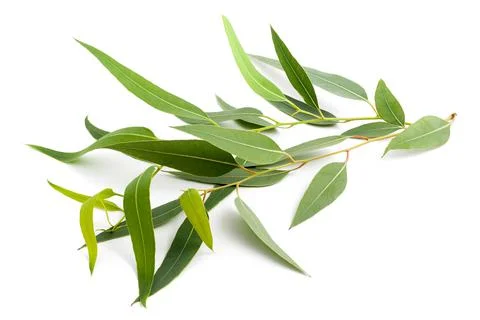 Eucalyptus branch Stock Photos