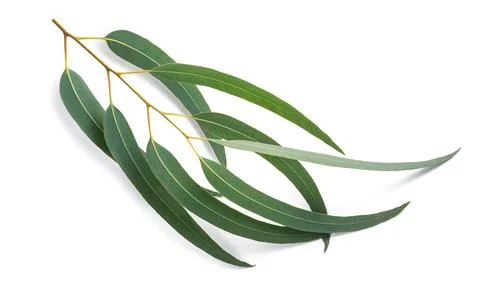 Eucalyptus branch Stock Photos