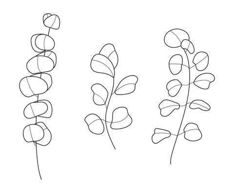 Eucalyptus branch vector in line art style. Bohemian eucalyptus leaves, plant Stock-Illustration