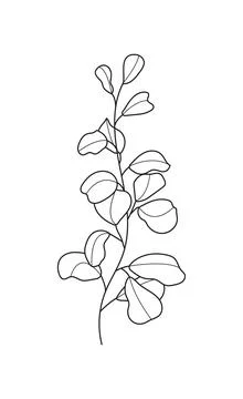 Eucalyptus branch vector in line style. Bohemian eucalyptus leaves, plant on  Stock Illustration