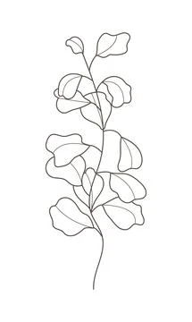 Eucalyptus branch vector in line style. Bohemian eucalyptus leaves, plant on  Stock Illustration