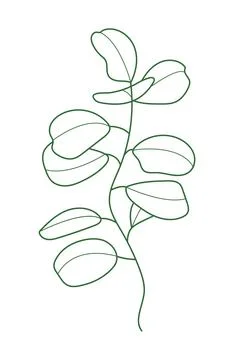 Eucalyptus branch vector in line style. Bohemian eucalyptus leaves, plant on  Illustrazione stock