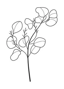 Eucalyptus branch vector in line style. Bohemian eucalyptus leaves, plant on  Stock Illustration