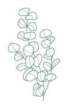 Eucalyptus branch vector in line style. Bohemian eucalyptus leaves, plant on  Illustrazione stock