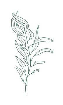 Eucalyptus branch vector in line style. Bohemian eucalyptus leaves, plant on  스톡 일러스트