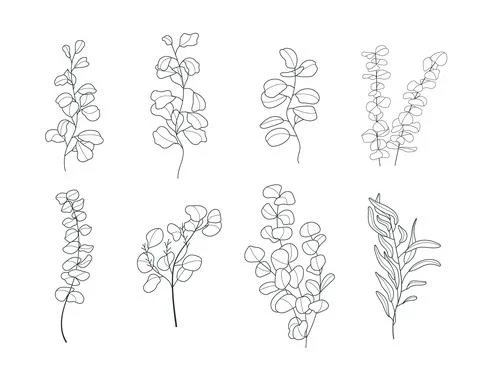 Eucalyptus branch vector in line style. Bohemian eucalyptus leaves, plant on  스톡 일러스트