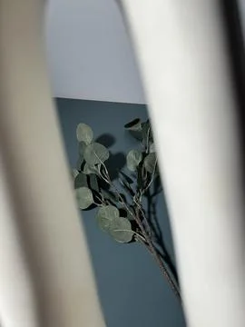 Eucalyptus branch visible through white frame Stock Photos