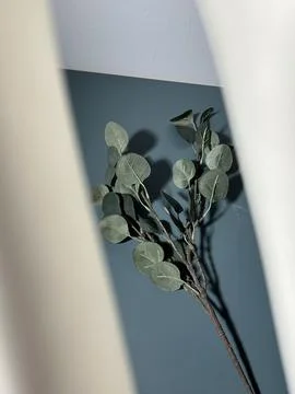 Eucalyptus branch visible through white frame Stock Photos