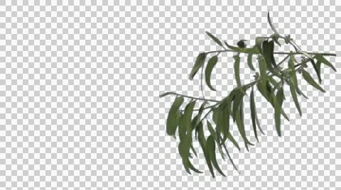 Eucalyptus branch wind alpha Stock Footage 42770121