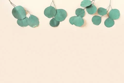 Eucalyptus branches on a beige background. Place for text. Green eucalyptus l Stock Photos